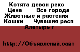 Котята девон рекс › Цена ­ 1 - Все города Животные и растения » Кошки   . Чувашия респ.,Алатырь г.